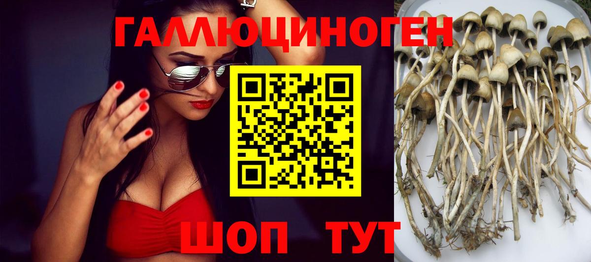 Димитровград  Галлюциногенные грибы Psilocybe  Галлюциногенные грибы прущие грибы  Вход с VPN 